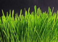 grass-534873_640